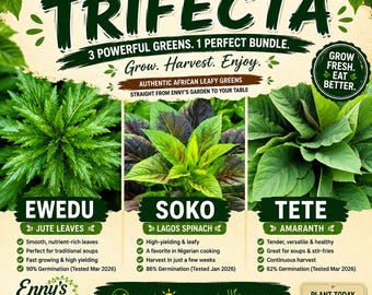 Trilogía de verduras de hoja africanas / Semillas de ewedu, shoko y tete / Paquete de verduras nigerianas / Fácil de cultivar