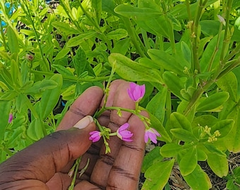 Gbure Seeds | Efo Gburę | Waterleaf | Ceylon Spinach| Talinum Triangulare