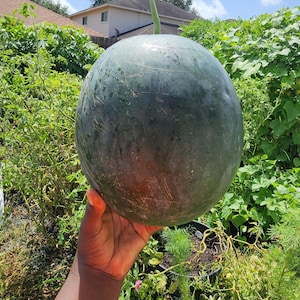 Sugar Baby Watermelon Seeds – Juicy, Heirloom Variety – Organic, Non-GMO – Easy to Grow Summer Fruit – Garden Seeds