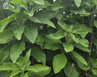 Hojas frescas de Vernonia Amygdalina, hojas grandes (paquete familiar)