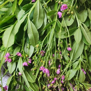 Puede incluir: Primer plano de un manojo de hojas verdes frescas con peque&ntilde;as flores rosas. Las hojas son de forma ovalada y de color verde vibrante. Las diminutas flores rosas est&aacute;n agrupadas a lo largo de los tallos.