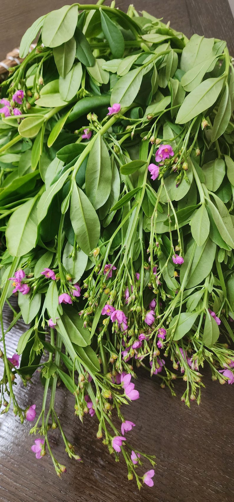 Puede incluir: Primer plano de un manojo de hojas verdes frescas con peque&ntilde;as flores rosas. Las hojas son de forma ovalada y de color verde vibrante. Las diminutas flores rosas est&aacute;n agrupadas a lo largo de los tallos.