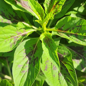 Efo Shoko Seeds | Lagos Spinach | Celosia | Nigerian Spinach | Spinach | Sokoyokoto