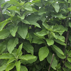 May include: A dense cluster of vibrant green leaves fills the frame, showcasing a lush, natural scene. The leaves are broad and ovate, with prominent veins, and the plant appears healthy and thriving. The background is a cloudy sky.