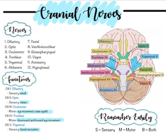 Cranial Nerves & Functions | Nursing Review | Digital Download