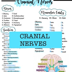 Cranial Nerves & Functions/Assessment | Nursing Notes | NCLEX Review | Digital Download