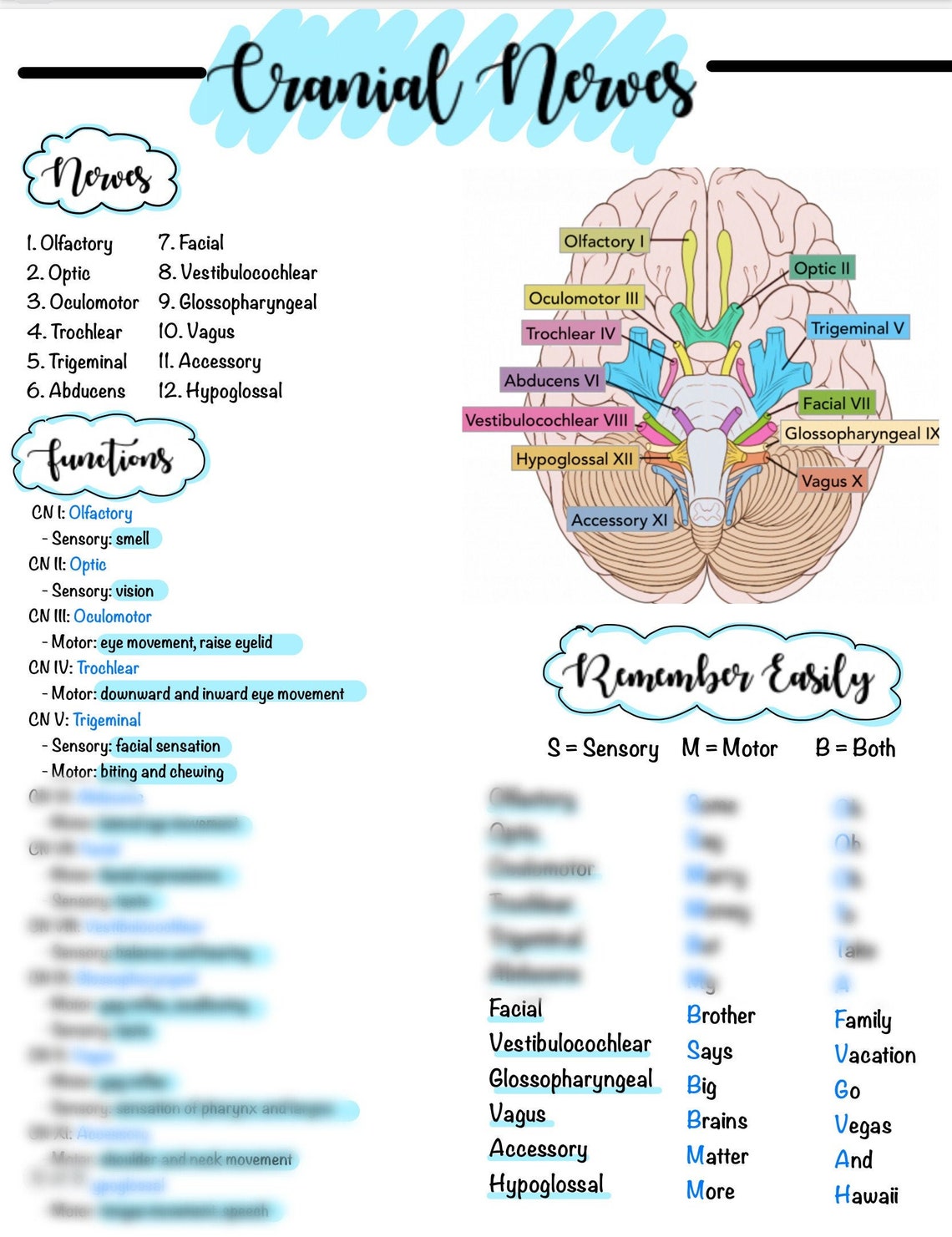 Cranial nerves functions nursing review digital download etsy