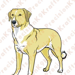 Berger anatolien, chien d’élevage, race gardienne.