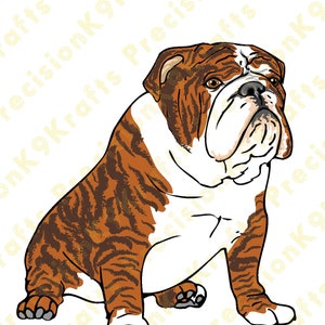 English bulldog, Brindle bulldog,
