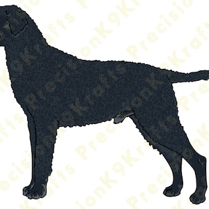 Curly Coated Retriever, Black