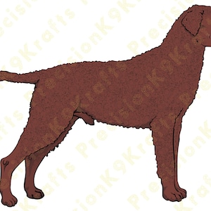 Curly Coated retriever, Liver
