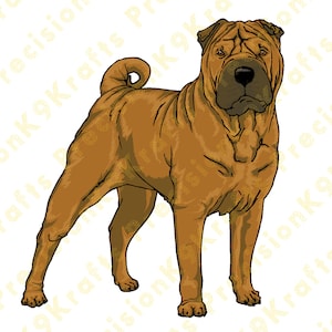 Shar Pei, Chinesischer Shar Pei,
