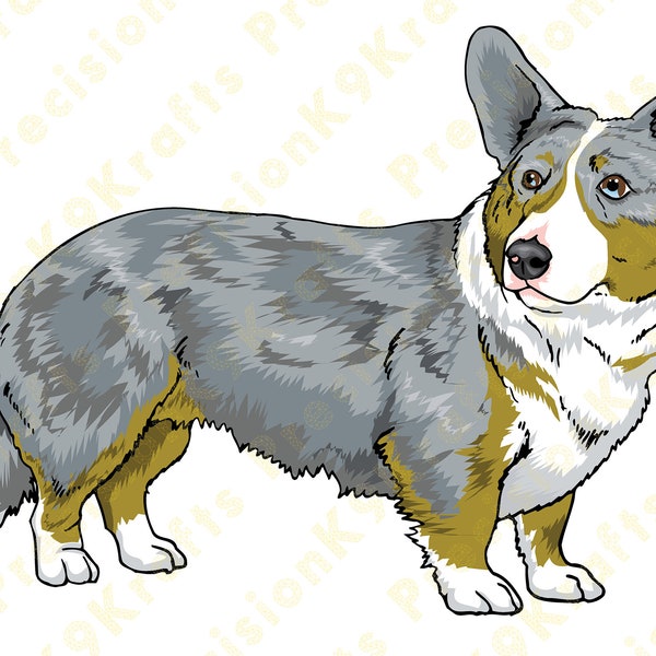 Cardigan Welsh Corgi, Herding dog