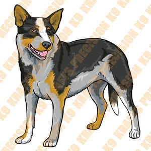 Bovaro australiano
