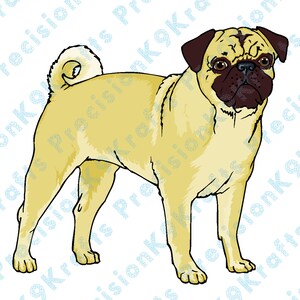 Pug, Chinese Pug