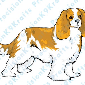 Cavalier King Charles Spaniel, Cavalier