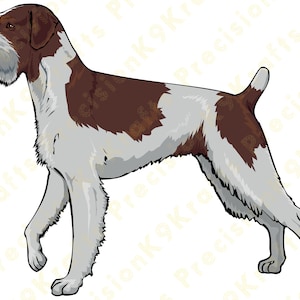 German Wirehaired pointer