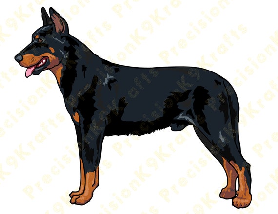 Beauceron Dog Breed Beauceron In Not Beauceron