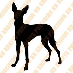 Pharaoh Hound male puppy, svg, dxf, ai, eps,