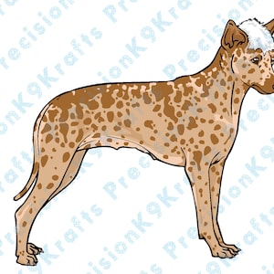 Peruviaanse Inca Orchideehond,