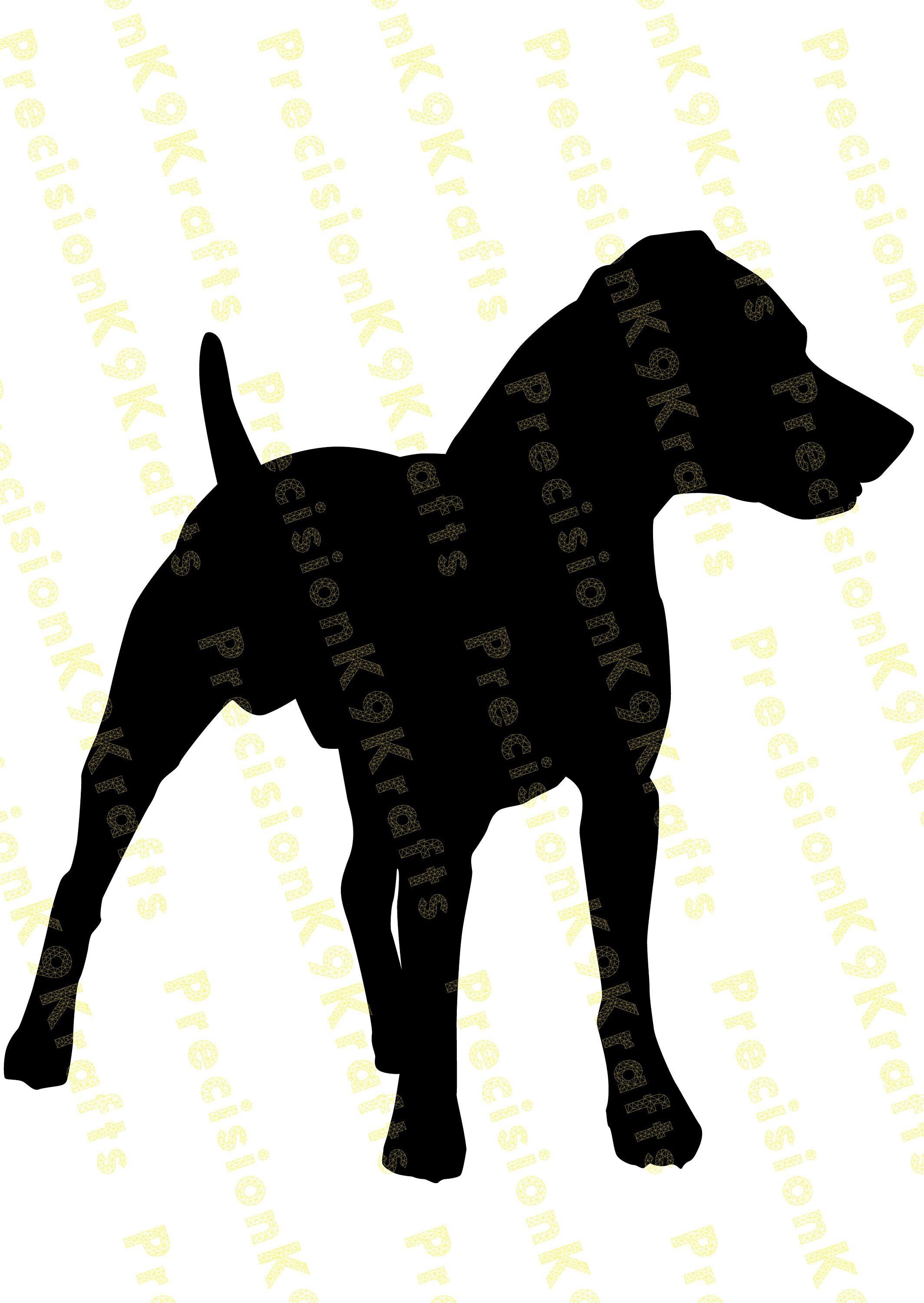 Patterdale hotsell terrier schutzhund