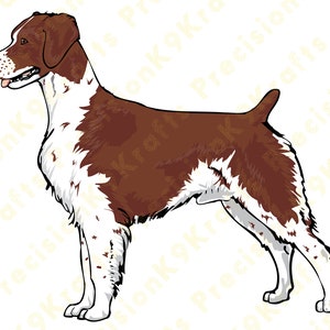 Bretagna, cane da caccia, cane da caccia, vettore, illustrazione, DXF, SVG, EPD, png, ai