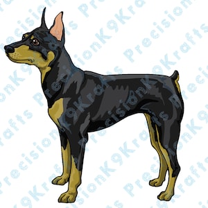 Pinczer miniaturowy, Min Pin