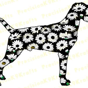 Wirehaired Pointer with daisies