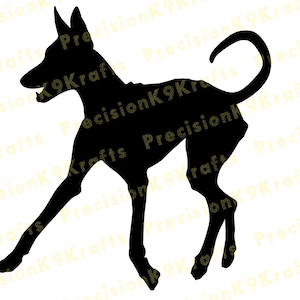 Trotting Ibizan hound