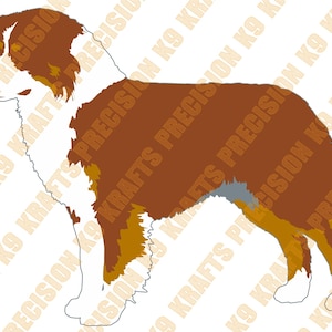 May include: A brown and white Australian Shepherd dog with a brown, white, and gold coat. The dog is standing on a white background.