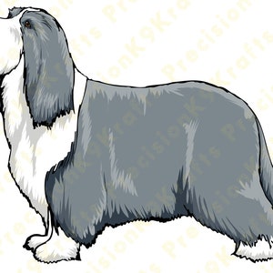 Bärtige Collie, Beardie,