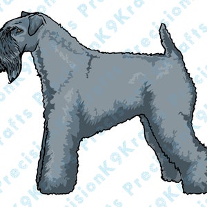 Kerry Blue Terrier, Kerry
