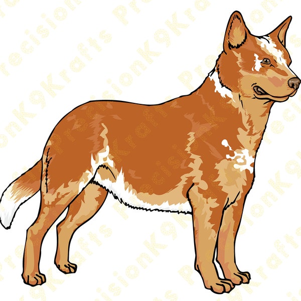 Australian Cattle dog, red