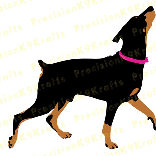 Doberman pinscher heeling