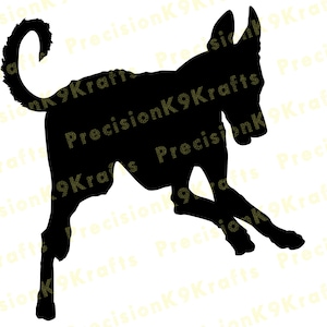 Running Ibizan Hound