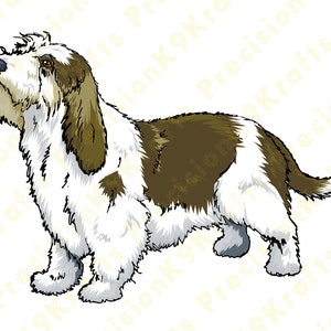 Petit Basset Griffon Vendéen, PBGV,