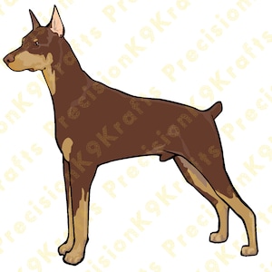 Red Doberman pinscher, doberman, dobie,