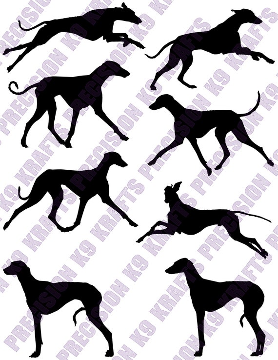 Azawakh Dogs, Azawakh, Sighthound, Rare Breed, Trot, Gaiting