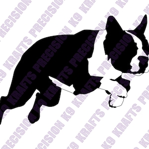 Boston Terriër, Boston, Amerikaanse gentleman, behendigheid, springen, atletisch, SVG, PNG, Ai,