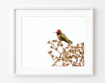 Anna's Hummingbird Photography Print, Bird Home Art Decor, Bird Photography, Bird Photo Print, Bird Wall Art Print, Hummingbird Art Decor