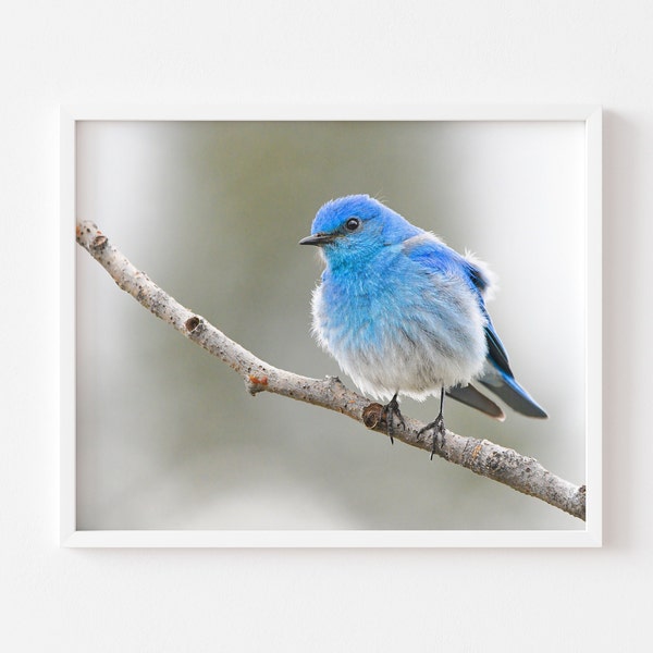 Mountain Bluebird Photography Print, Bird Photography, Bird Wall Art Decor, Bird Portrait, Nature Photo, Bird Home Decor, Wildlife Artwork