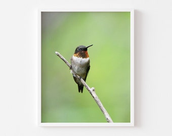 Ruby-throated Hummingbird Photography Print, Bird Photography, Bird Home Decor, Wildlife Photo Print, Bird Wall Art Print, Nature Photo Art