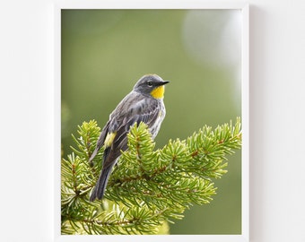 Yellow-rumped Warbler Photography Print, Bird Photography, Bird Wall Art Print, Colorful Wildlife, Bird Wall Decor, Nature Photo Home Decor