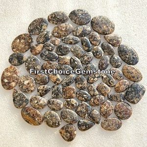 Turritella Cabochon Lot: Mixed Shape Gemstone Jewelry Making