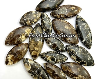 Cabochões de Ágata Marquise Turritella: Lote de Gemas Fósseis Naturais