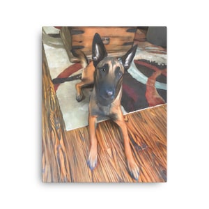 Belgian Malinois  on Canvas, Belgian Malinois Painting, Belgian Malinois Print, Malinois Gift, Malinois Art, Dog Painting, Dog Print