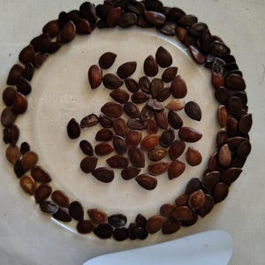 Wild Tamarind Seeds - Pack 20
