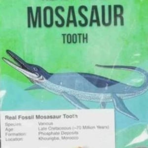 Mosasaur Fossil Dinosaur Tooth - On Sale 9.99