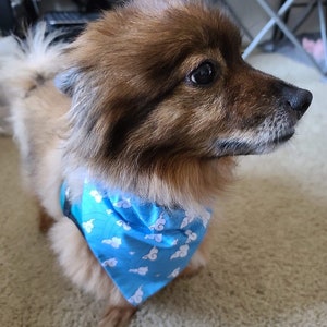 May include: A small brown and white dog wearing a blue bandana with white clouds printed on it. The dog is looking to the right of the frame.