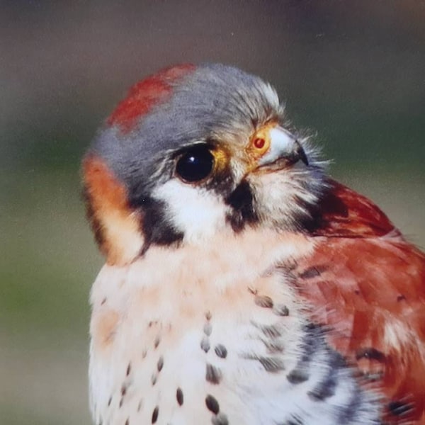 American Kestrel -- Original Mounted Photograph, Bird Photo of Falcon